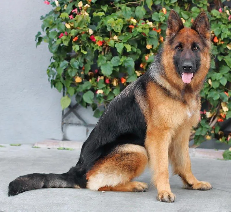 A young large-sized female Black German Shepherd Dog dog named Ailani Von Aichtal for adoption in Los Angeles, CA