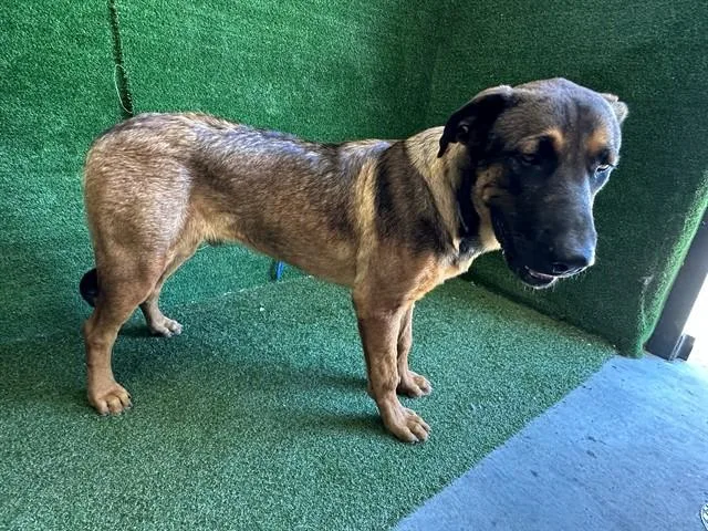 A young extra large-sized male German Shepherd Dog dog named Makani for adoption in Lancaster, CA