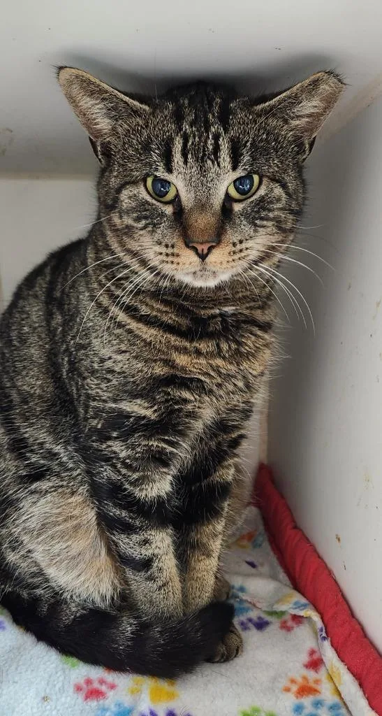 An adult medium-sized female Domestic Short Hair cat named Josie for adoption in Walnutport, PA