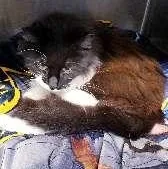 An adult medium-sized male Domestic Long Hair cat named Malachi for adoption in Seymour, IN