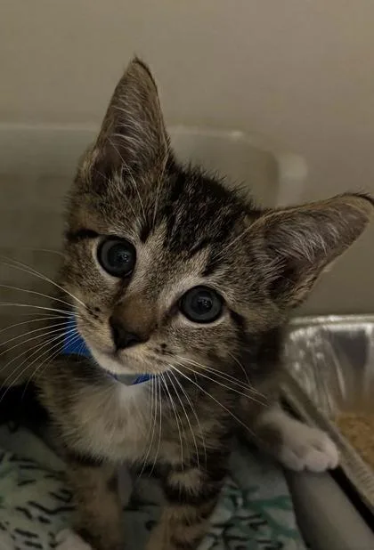 A young small-sized male Domestic Short Hair cat named A SocksPetSmart North Charleston for adoption in North Charleston, SC