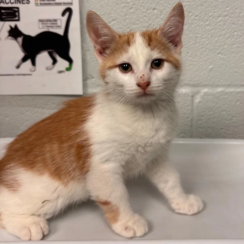 Rhubarbat Petco thumbnail 2