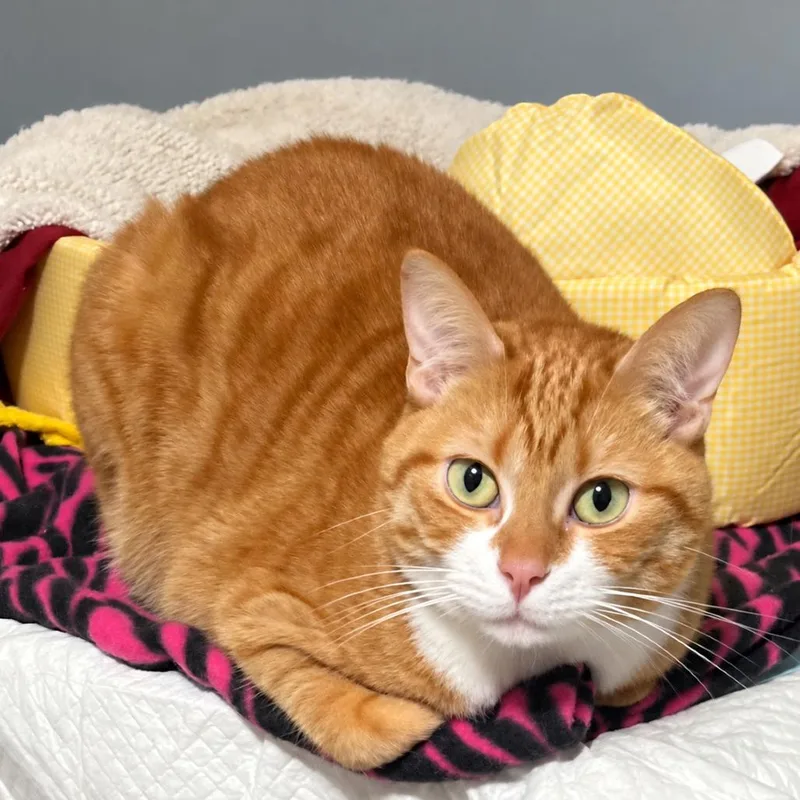 An adult medium-sized female Orange / Red Domestic Short Hair cat named Dixie for adoption in Boston, MA