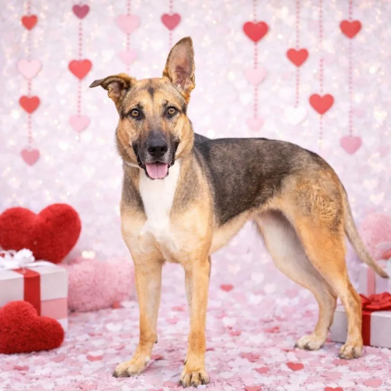 An adult medium-sized female Tricolor (Brown, Black, & White) German Shepherd Dog dog named Harper for adoption in Justin, TX