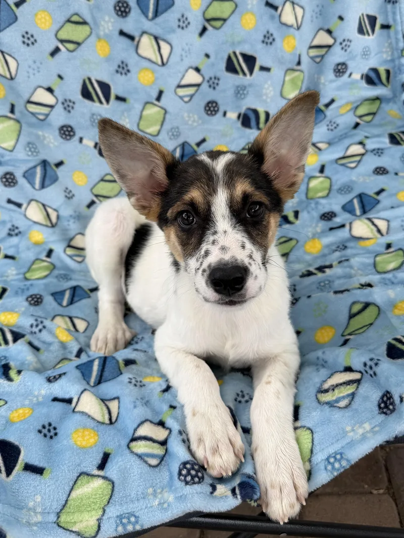 A baby medium-sized female Border Collie dog named Buenos Aires for adoption in San Diego, CA