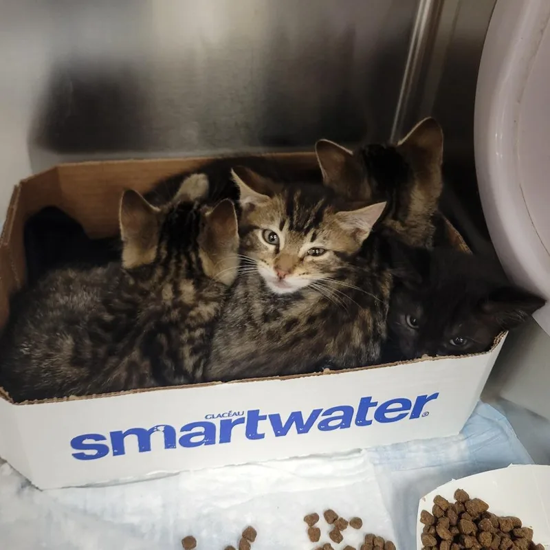 A baby small-sized male Brown / Chocolate Domestic Short Hair cat named Khaotic Monster Energy for adoption in Westminster, CA