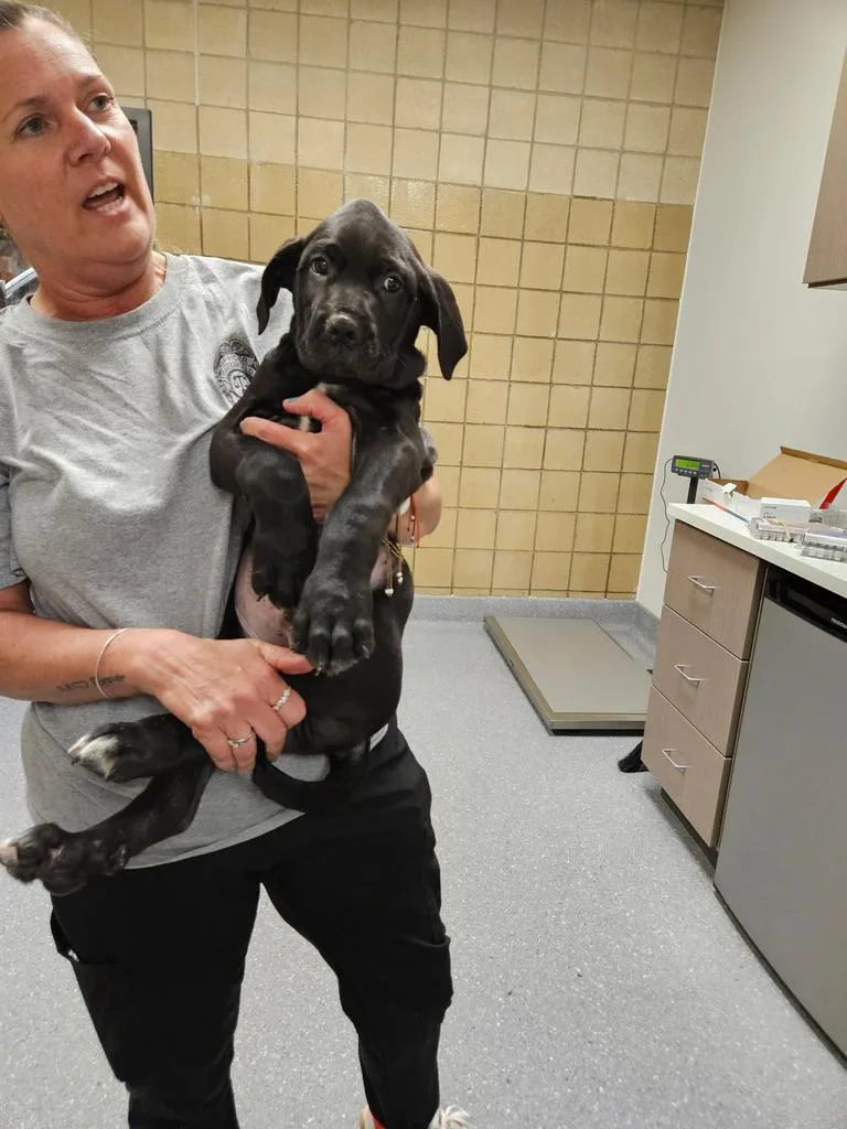 A baby small-sized male Cane Corso dog named Tux for adoption in Greenfield, IN