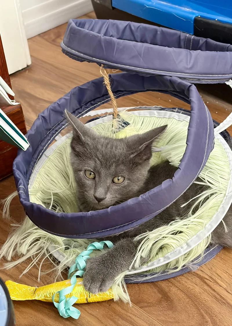 A young medium-sized female Gray / Blue / Silver Domestic Short Hair cat named Siobhan for adoption in South Euclid, OH