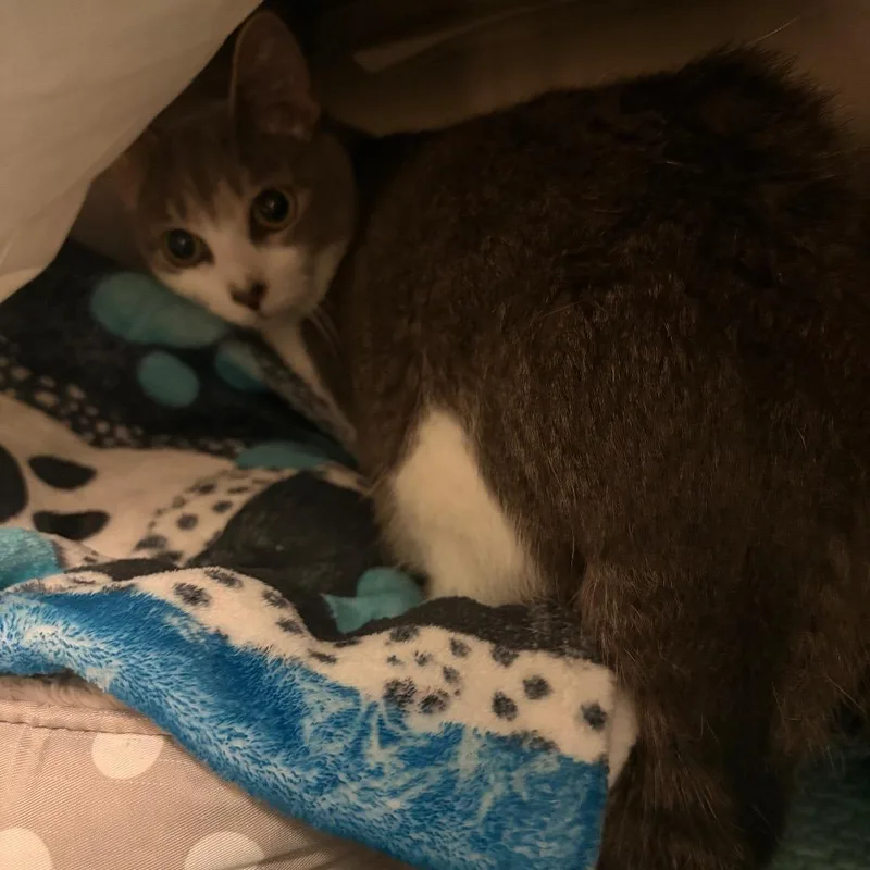 An adult large-sized female Gray / Blue / Silver Domestic Short Hair cat named Lily for adoption in South Burlington, VT