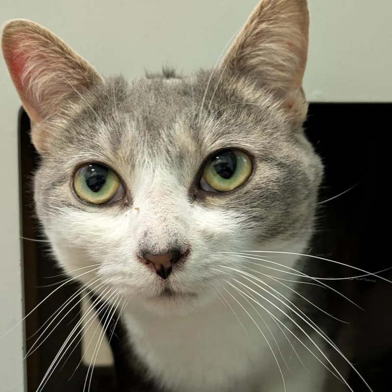 Lily thumbnail 3