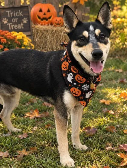 A young medium-sized male Tricolor (Brown, Black, & White) Mixed Breed dog named Max for adoption in Hamilton, OH
