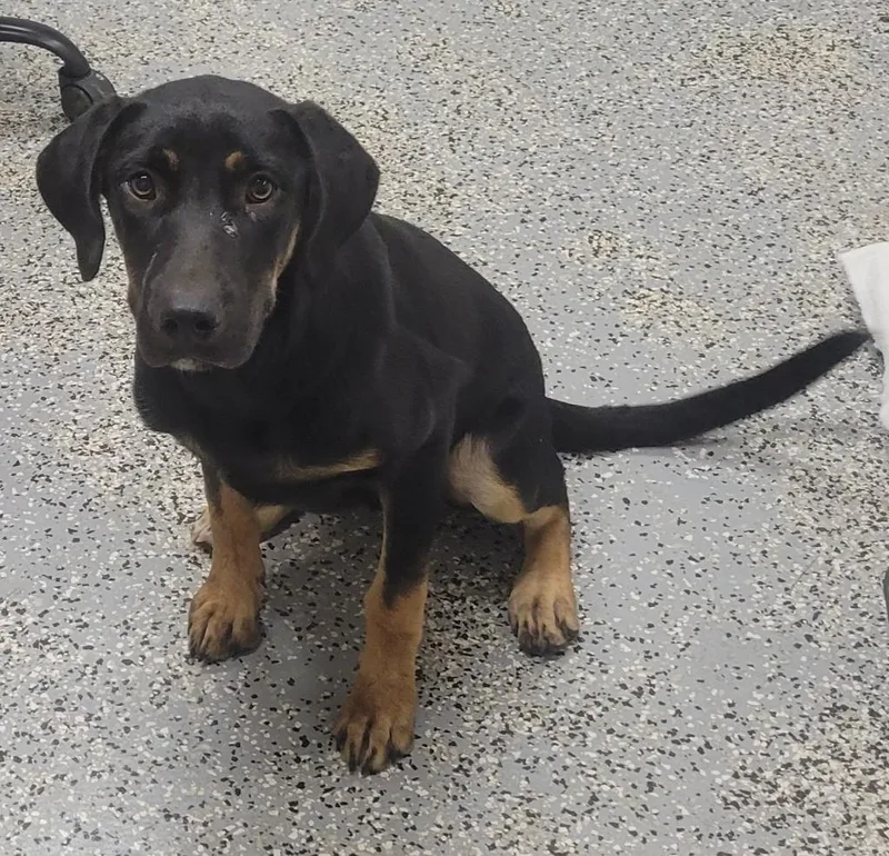A baby medium-sized female German Shepherd Dog dog named Jessie for adoption in Seven Points, TX