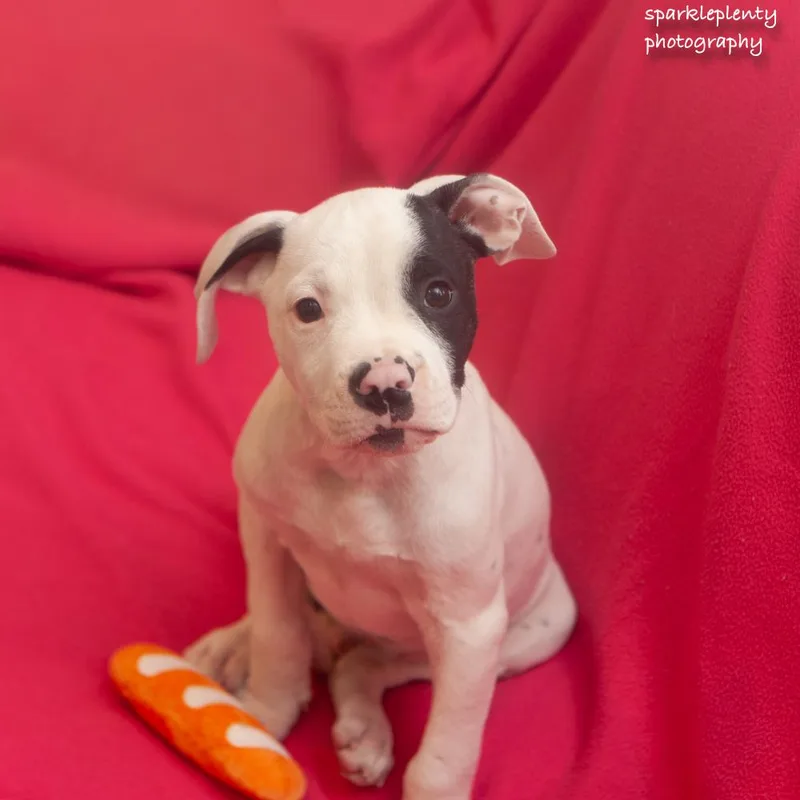 A baby medium-sized male Black Mixed Breed dog named Butch for adoption in Ridgefield, CT