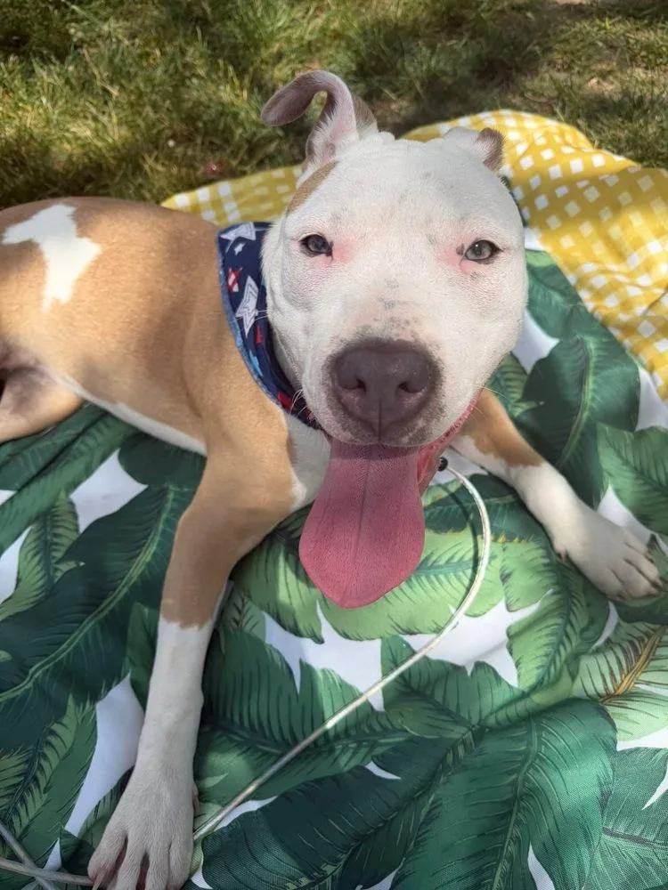 A young medium-sized female Tricolor (Brown, Black, & White) Pit Bull Terrier dog named Shelly for adoption in Wenonah, NJ