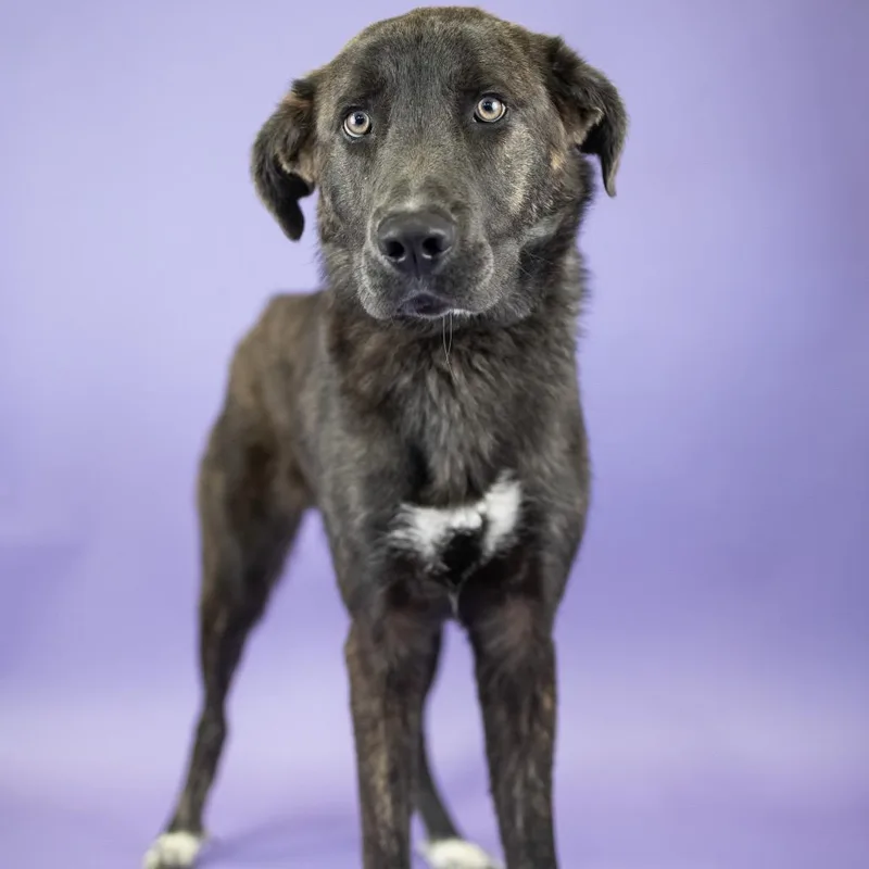 A young medium-sized male Brindle Mixed Breed dog named Beckham for adoption in Portland, OR