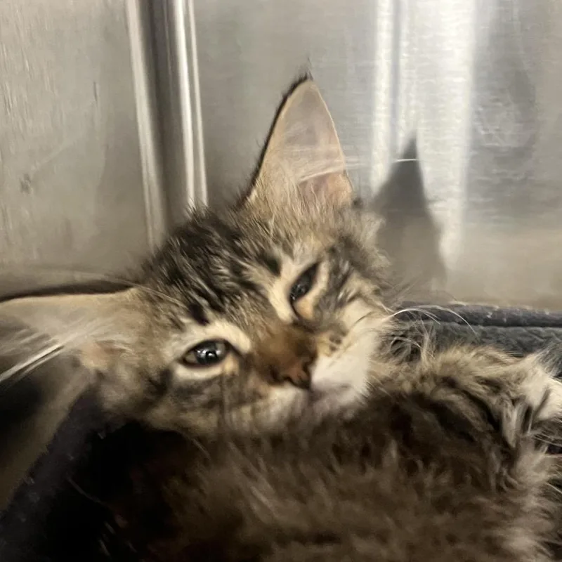 A baby small-sized female Gray / Blue / Silver Domestic Short Hair cat named Rose for adoption in West Palm Beach, FL