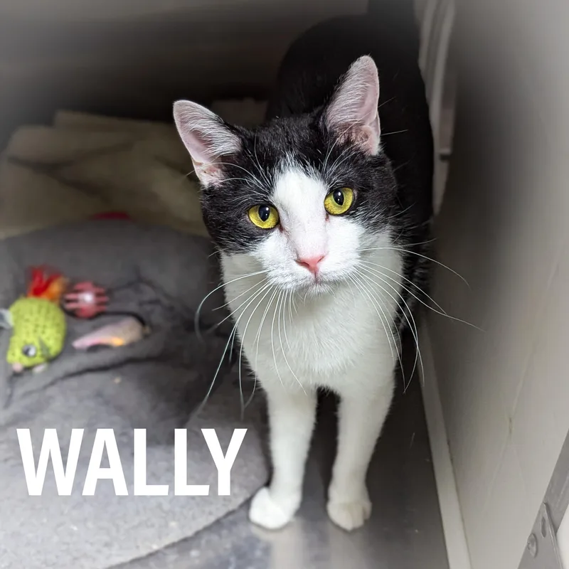 An adult medium-sized male Black & White / Tuxedo Domestic Short Hair cat named Wally for adoption in Griffith, IN