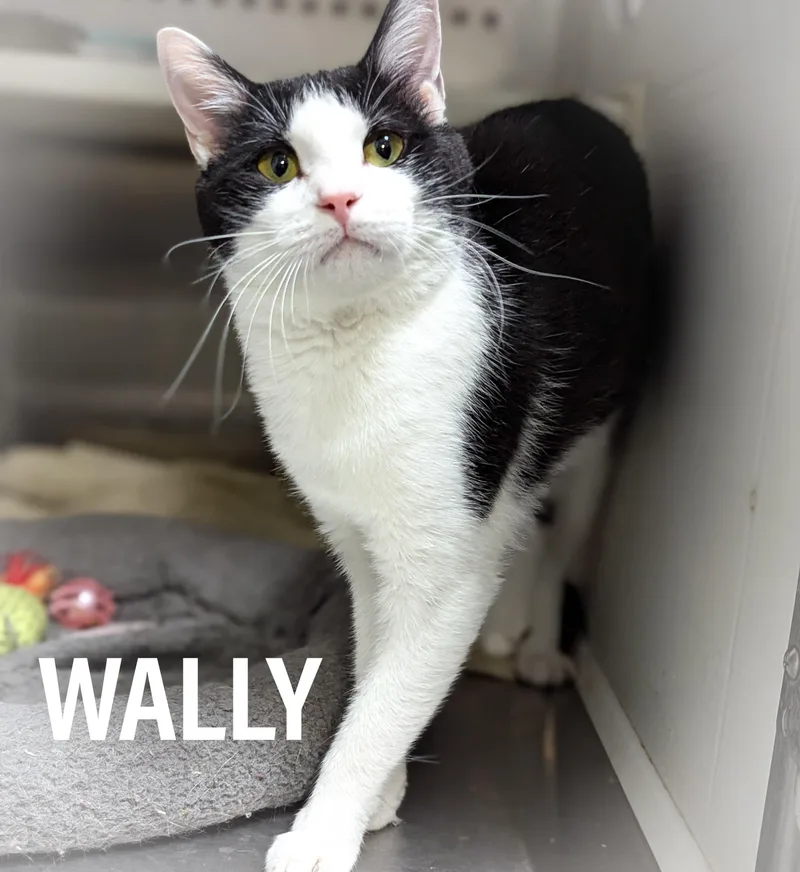 Wally thumbnail 3