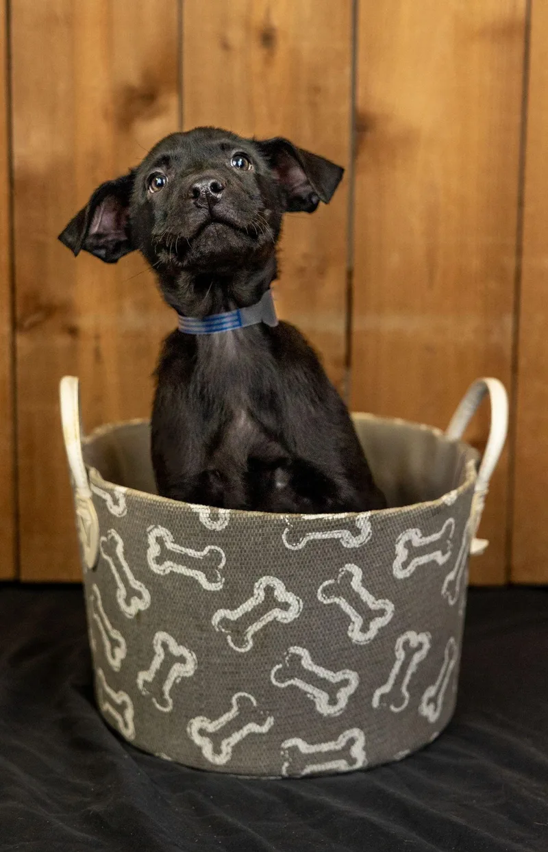 A baby medium-sized male Labrador Retriever dog named 705-26 for adoption in Brighton, CO