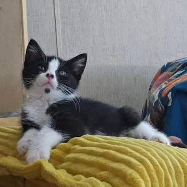 A baby small-sized female Black Domestic Short Hair cat named Dottie for adoption in Coralville, IA