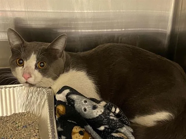 An adult large-sized male Domestic Short Hair cat named Daki for adoption in Tustin, CA