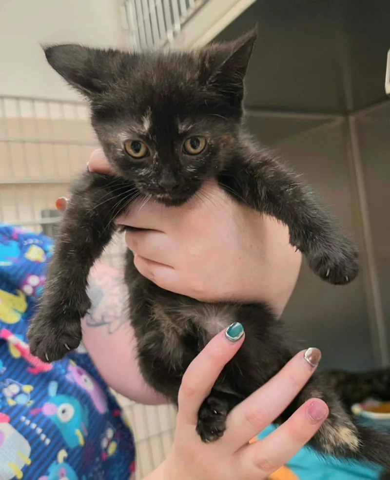 A baby medium-sized female Black American Shorthair cat named Shirley for adoption in Manchester, MD