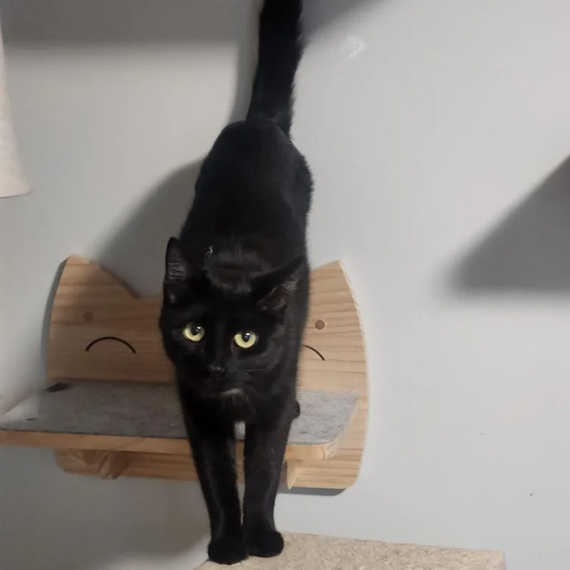 A young small-sized female Black Domestic Short Hair cat named Sorceress for adoption in Layton, UT