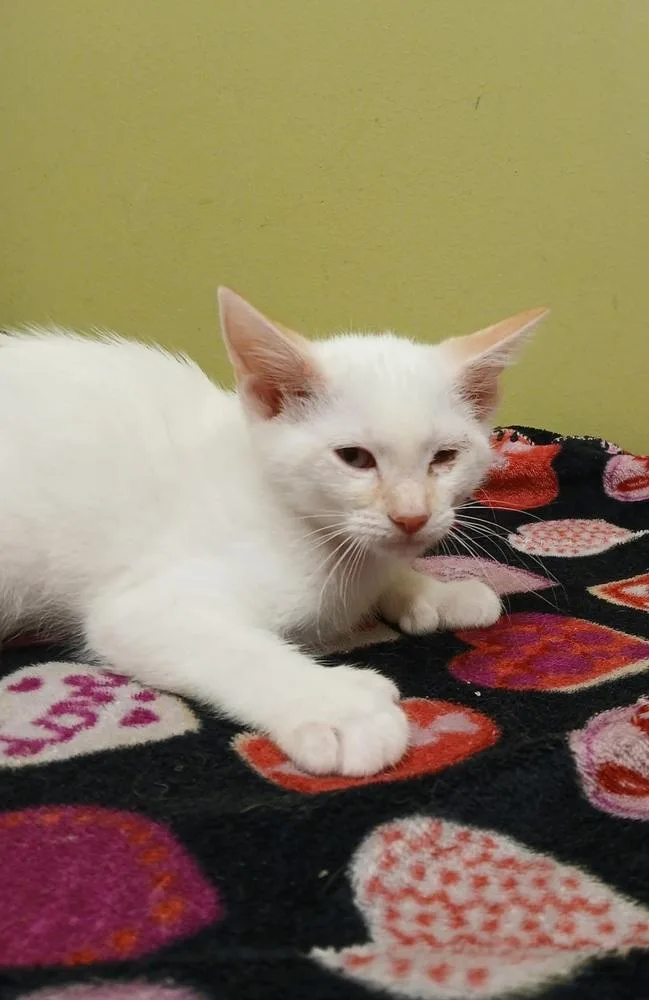 A baby small-sized female White Domestic Short Hair cat named Yucca for adoption in Dickson, TN