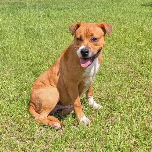 A young medium-sized male Brown / Chocolate American Bulldog dog named Dale for adoption in Cranston, RI