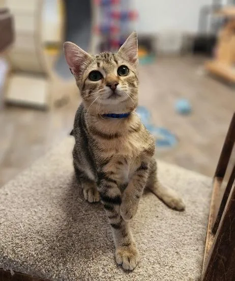 A baby small-sized male Domestic Short Hair cat named Anchovy for adoption in Parlier, CA