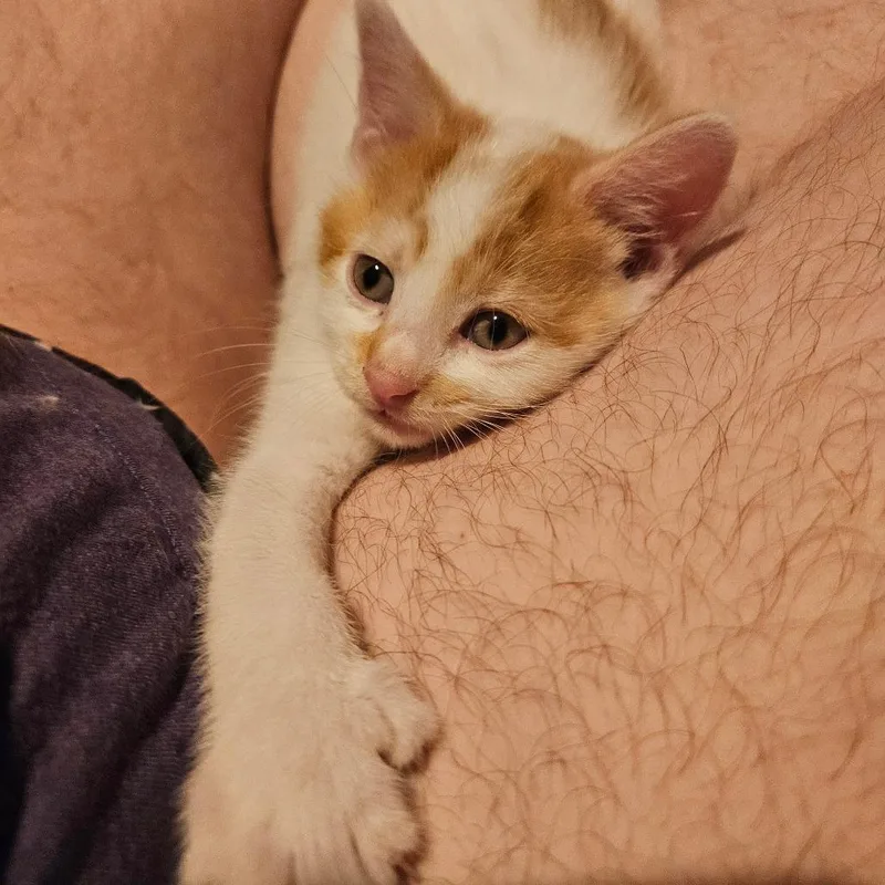 A baby small-sized female Orange / Red Domestic Short Hair cat named Playstation C for adoption in Princeton, MN