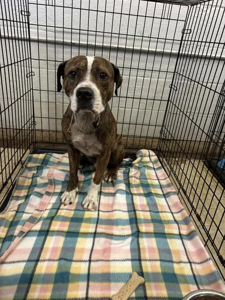 An adult large-sized male Pit Bull Terrier dog named Carlos for adoption in Mobile, AL