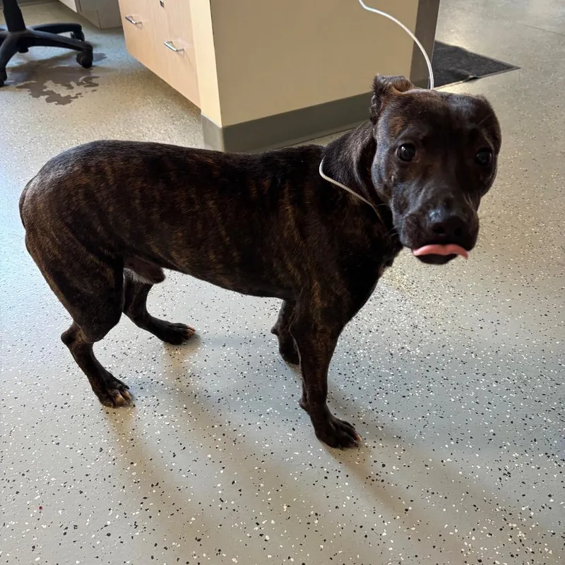 An adult medium-sized male Black Terrier dog named Egon for adoption in Galax, VA