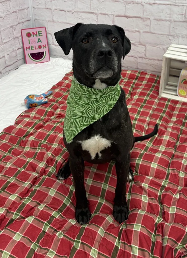 An adult medium-sized male Mixed Breed dog named Port Fair for adoption in Detroit, MI