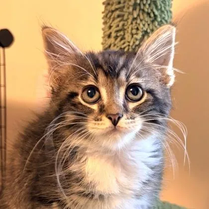 A baby small-sized male Domestic Medium Hair cat named Mittens for adoption in Verona, WI