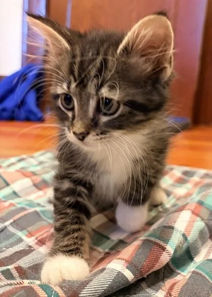 Mittens thumbnail 2