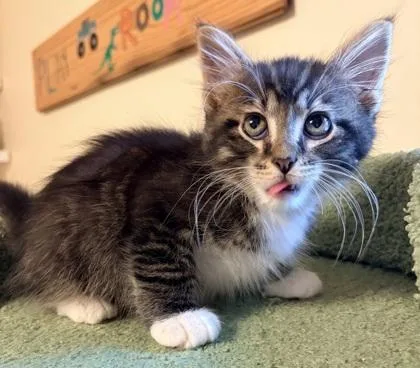 Mittens thumbnail 3