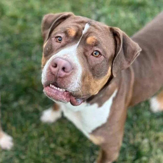 A young large-sized female Bicolor American Bully dog named Mj for adoption in Whittier, CA