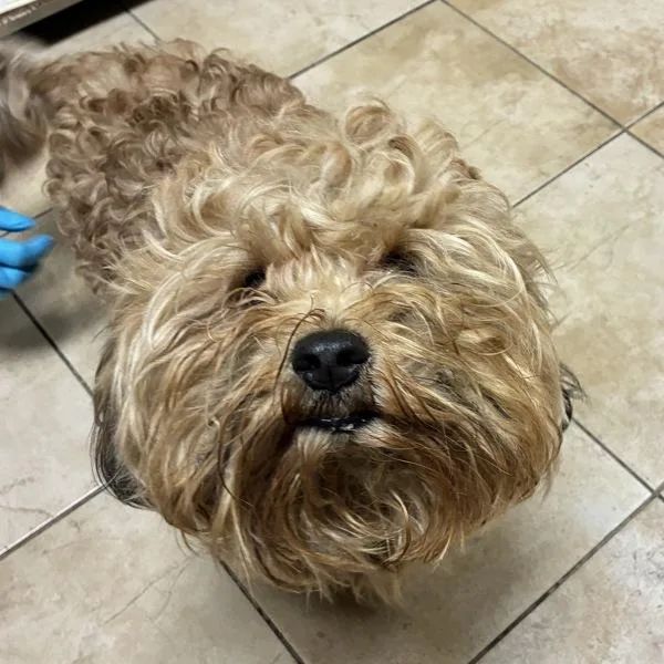 An adult medium-sized male Standard Poodle dog named Chewbarka for adoption in Troutdale, OR