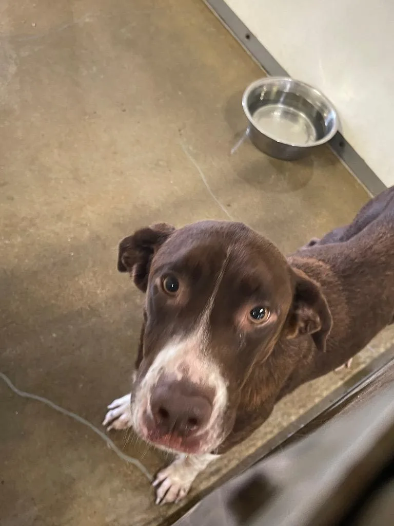 An adult medium-sized female Labrador Retriever dog named Bailey for adoption in Belton, TX