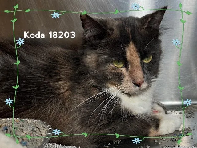 An adult medium-sized female Calico Domestic Medium Hair cat named Koda for adoption in Marietta, GA