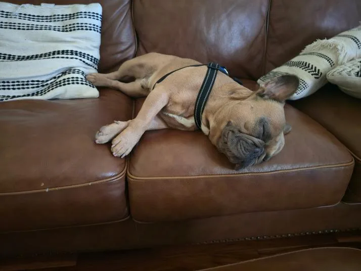 Bentley Bear
