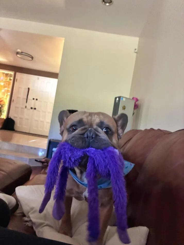 Bentley Bear thumbnail 2