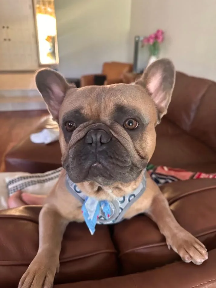 Bentley Bear thumbnail 3