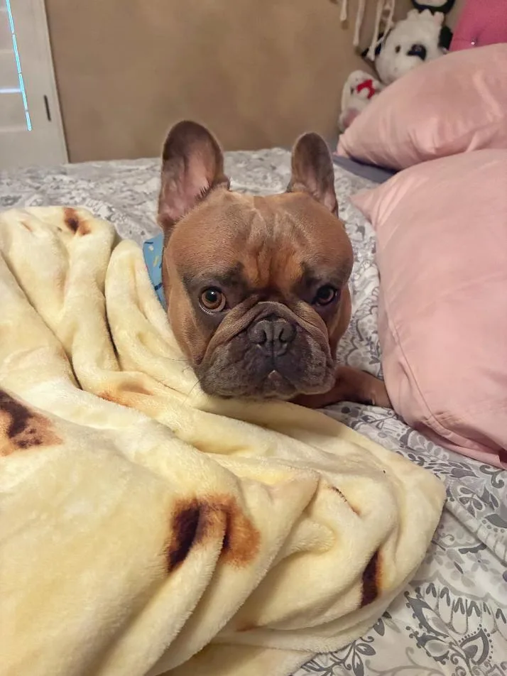 Bentley Bear thumbnail 5