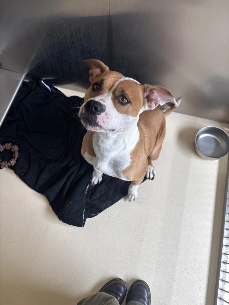 An adult large-sized female Tricolor (Brown, Black, & White) American Staffordshire Terrier dog named Lulu for adoption in Kalamazoo, MI
