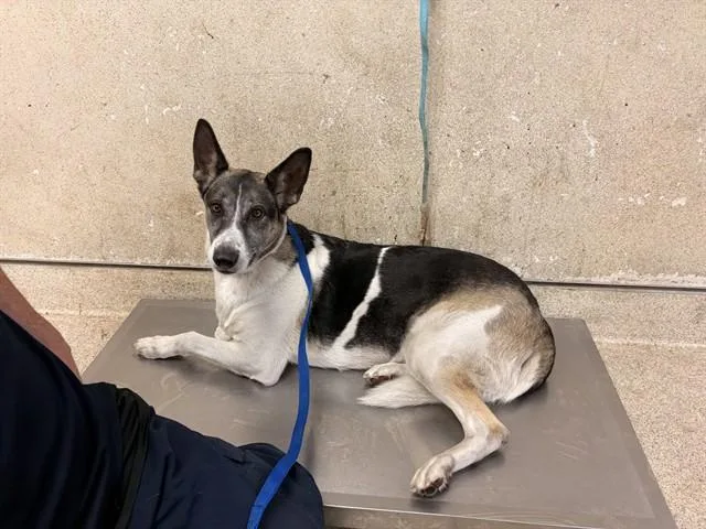 An adult large-sized female German Shepherd Dog dog named Bells for adoption in Riverside, CA