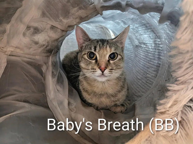 An adult medium-sized female Domestic Short Hair cat named Baby's Breath for adoption in Lake Saint Louis, MO