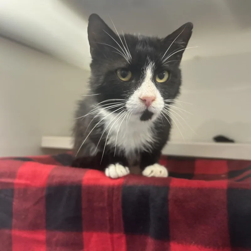 An adult medium-sized male Black Domestic Short Hair cat named Midnight for adoption in Watertown, NY