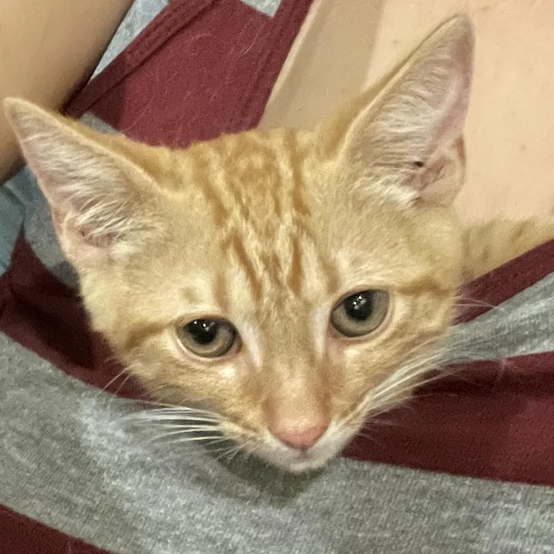 A baby small-sized male Orange / Red Domestic Short Hair cat named Amsterdam for adoption in Durham, NC